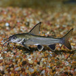 Shark Catfish