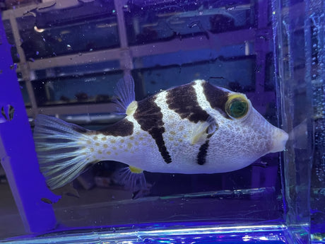 Valentini Puffer Fish