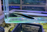 Cleaner Wrasse