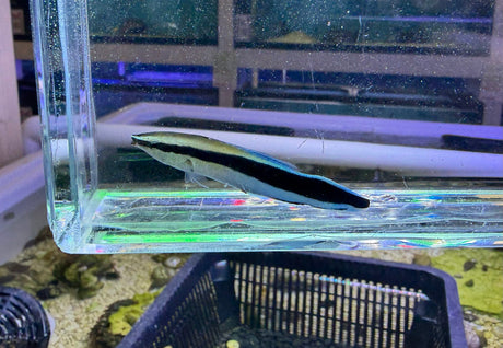 Cleaner Wrasse