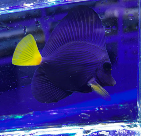 Purple Tang Fish