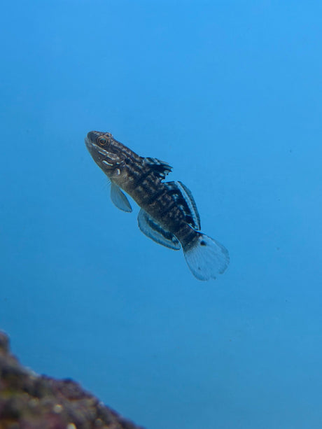 Dragon Goby