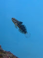 Dragon Goby