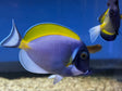 Powder Blue Tang Fish
