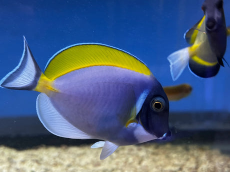 Powder Blue Tang Fish