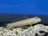 Diamond Goby Fish