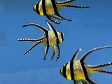Banggai Cardinalfish