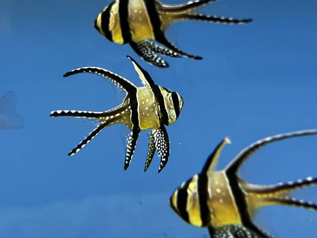 Banggai Cardinalfish