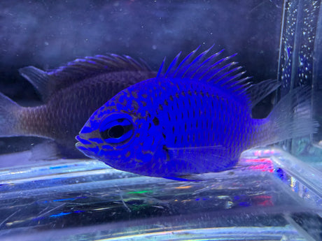 Springer Damsel Fish