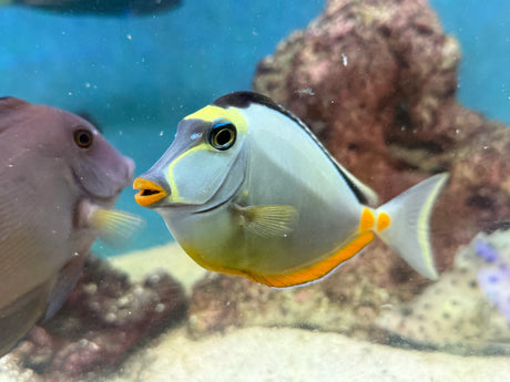 Naso Tang Fish