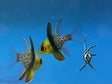 Pajama Cardinalfish