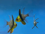 Pajama Cardinalfish