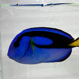 Blue Hippo Tang Fish