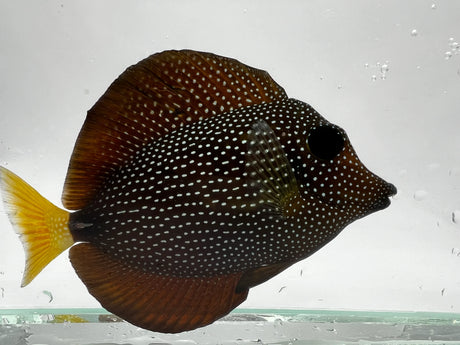 Gem Tang Fish