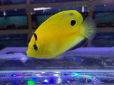 Goldflake Angelfish