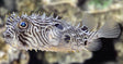 Spiny Box Puffer Fish