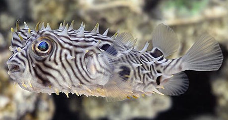 Spiny Box Puffer Fish