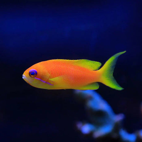 Lyretail Anthias Female