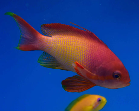 Lyretail Anthias Male
