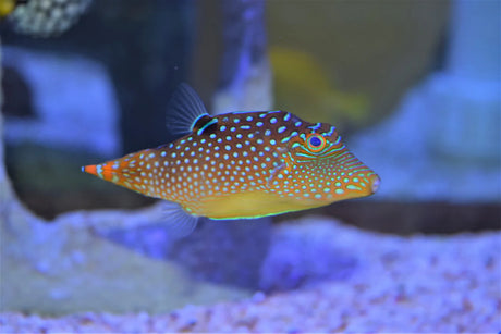 Blue Spot Puffer Fish