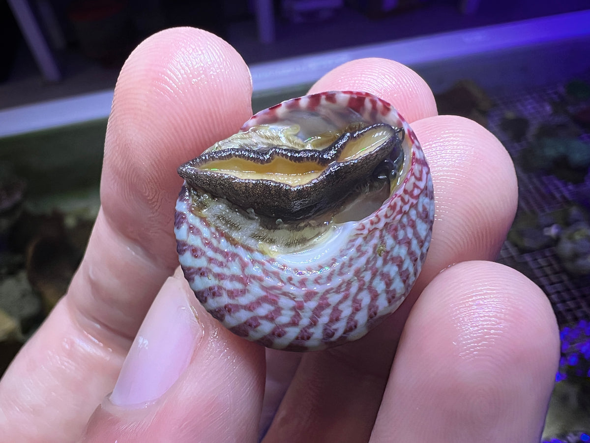 Marine Invertebrates for Sale | Shrimp, Crabs, Snails & More | Buy ...