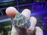 Trochus Snail