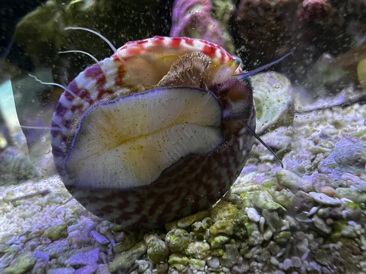 Trochus Snail