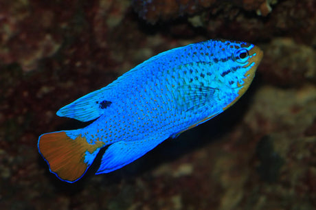 Orange Tail Damsel