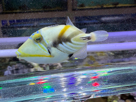 Picasso Triggerfish
