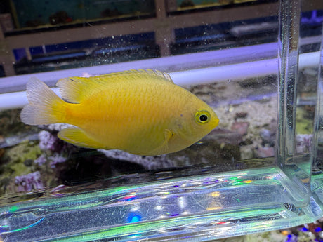 Lemon Damsel