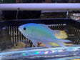 Green Chromis Fish