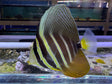Sailfin Tang Fish