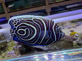 Emperor Angelfish Juvenile
