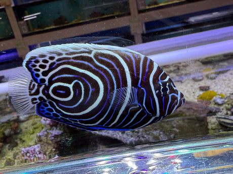 Emperor Angelfish Juvenile