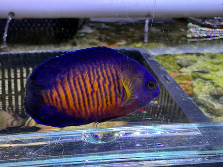Coral Beauty Angelfish