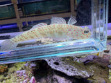 Pink Spot Goby