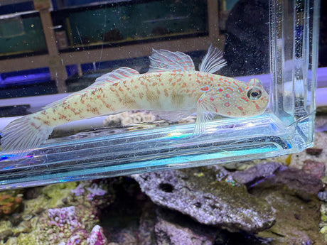 Pink Spot Goby