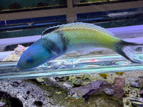 Bluehead Wrasse