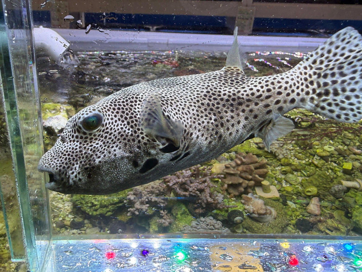 Stellatus puffer
