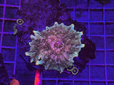 Medium Orange/pink umbrella mushroom