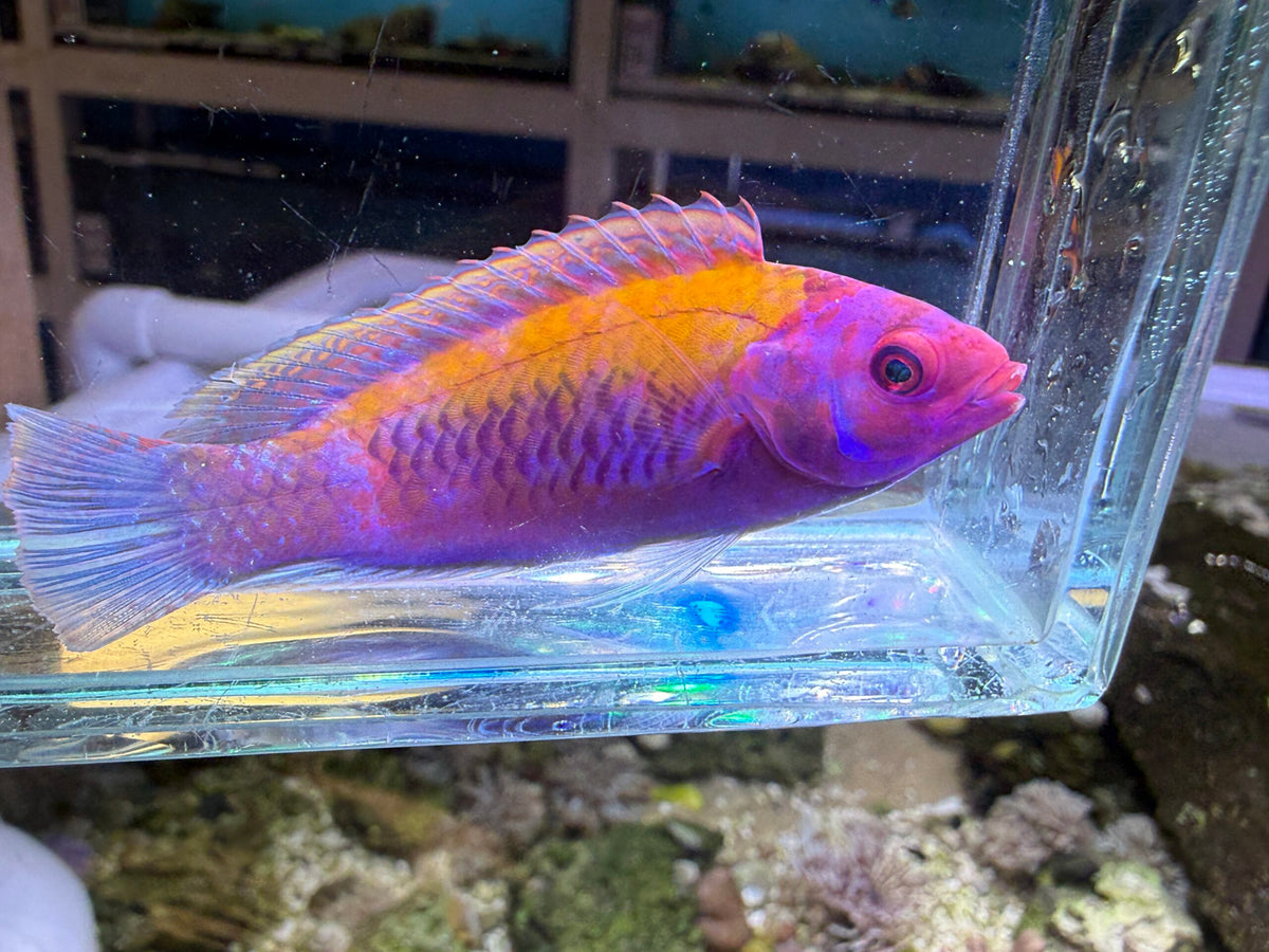 Orange Back Fairy Wrasse
