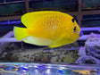 Flagfin Angelfish