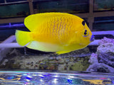 Flagfin Angelfish
