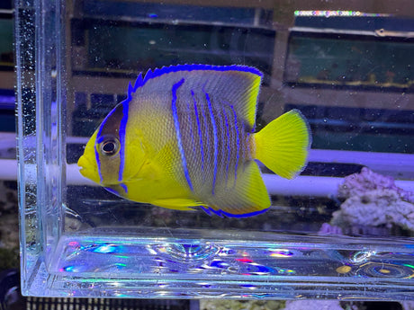Blue Angelfish