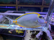 Blonde Naso Tang Fish