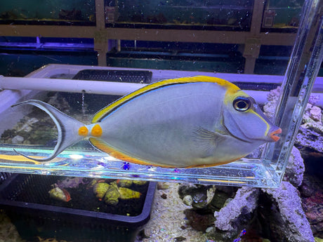 Blonde Naso Tang Fish
