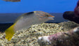Marbled Wrasse