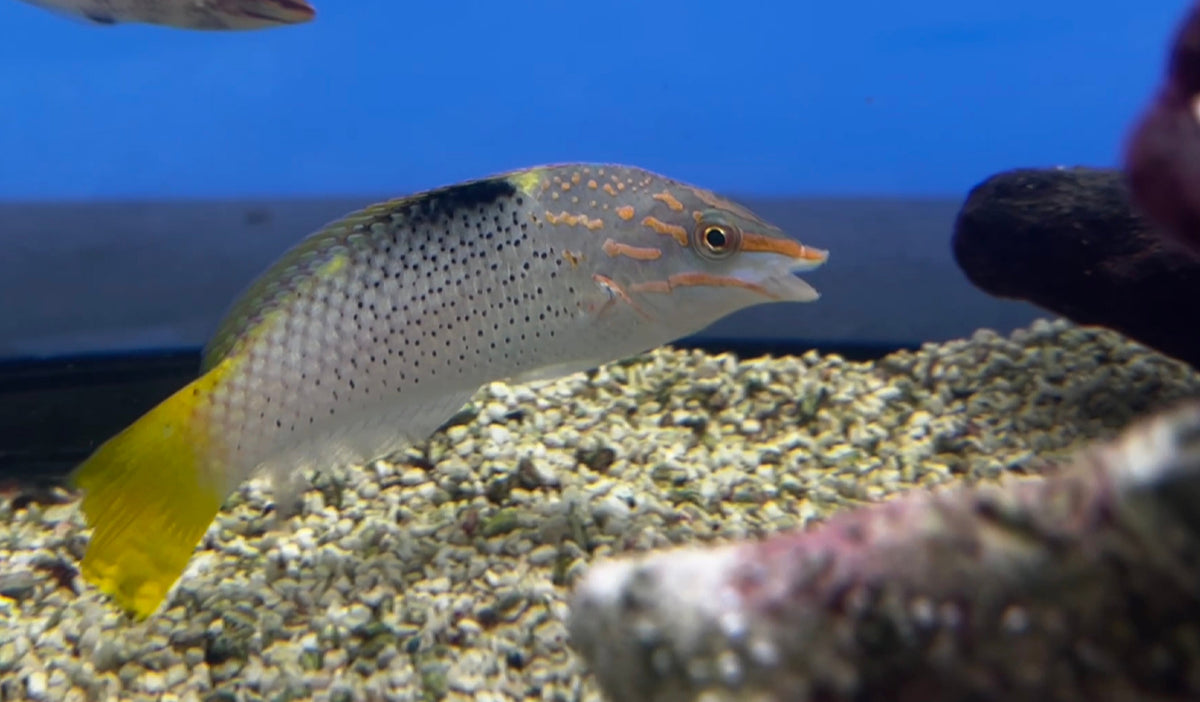 Marbled Wrasse