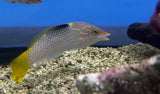 Marbled Wrasse