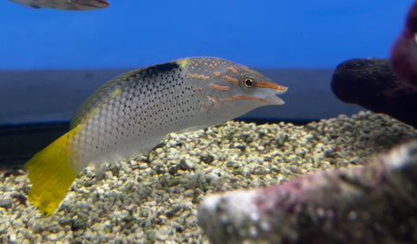 Marbled Wrasse